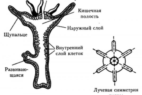 Кракен даркнет kraken014 com